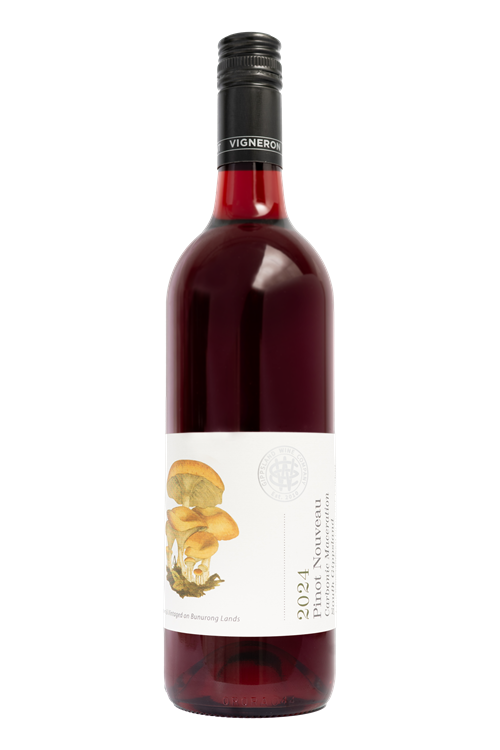 Picture of 2024 Pinot Nouveau